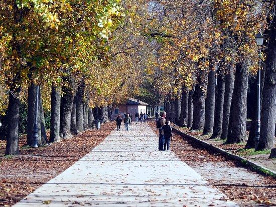 City walls of Lucca